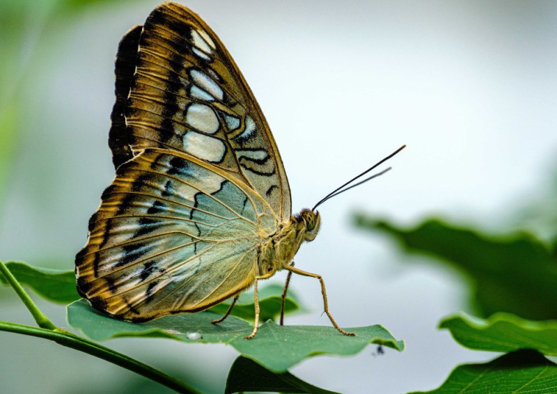 Butterfly-