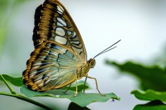 Butterfly- Butterfly-