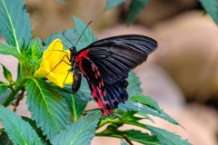 Butterfly-7519 Butterfly-7519