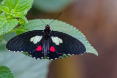 Butterfly-7528-2 Butterfly-7528-2