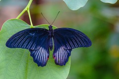 Butterfly-7541-2 Butterfly-7541-2