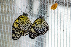 Butterfly-7735 Butterfly-7735
